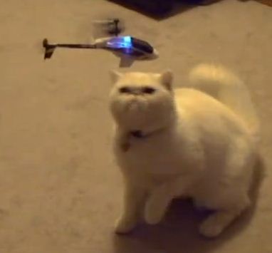 Cat vs. helicopter