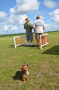 Oh yea, little.... The Pocket-Pooch